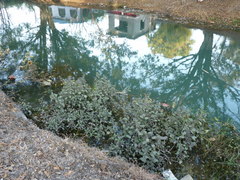 Hygrophila corymbosa