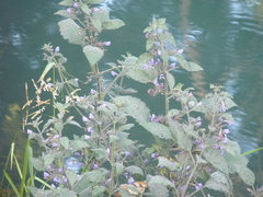 Hygrophila corymbosa