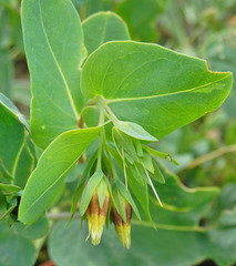 Cerinthe minor auriculata