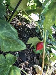 Podophyllum hexandrum