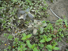 Hygrophila corymbosa