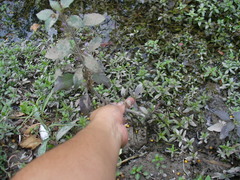 Hygrophila corymbosa