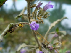 Hygrophila corymbosa