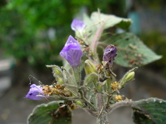 Hygrophila corymbosa