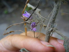 Hygrophila corymbosa
