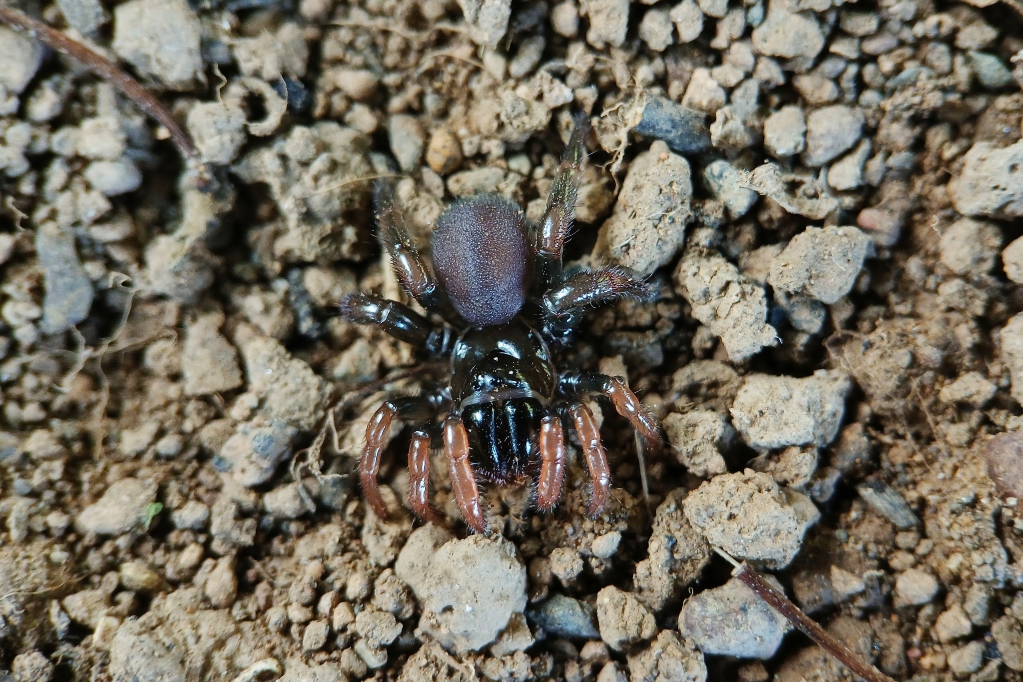 Actinopus robustus (O.Pickard-Cambridge, 1892)