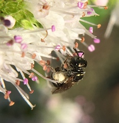 Lasioglossum imitatum