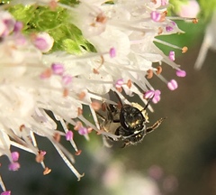 Lasioglossum imitatum