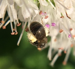 Lasioglossum imitatum