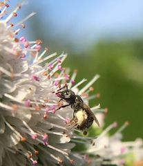 Lasioglossum imitatum