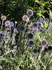 Echinops bannaticus