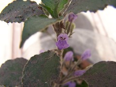 Hygrophila corymbosa