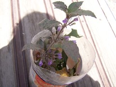 Hygrophila corymbosa