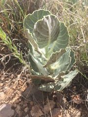 Asclepias nummularia