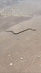 Nerodia sipedon insularum