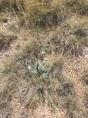 Asclepias nummularia