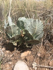 Asclepias nummularia