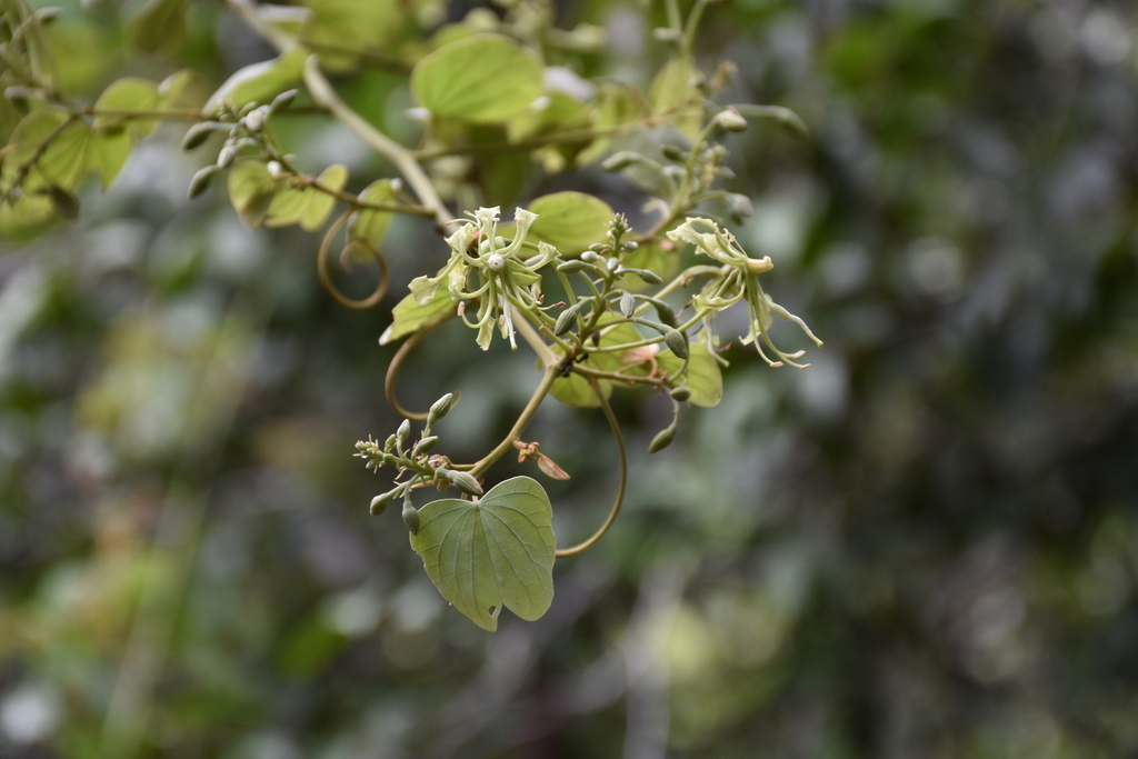 Bauhinia bracteata (Bauhinia bracteata)