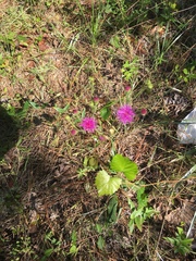 Vernonia acaulis
