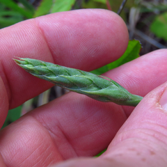 Spiranthes magnicamporum