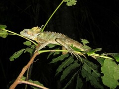 Boyd's Forest Dragon photo 4