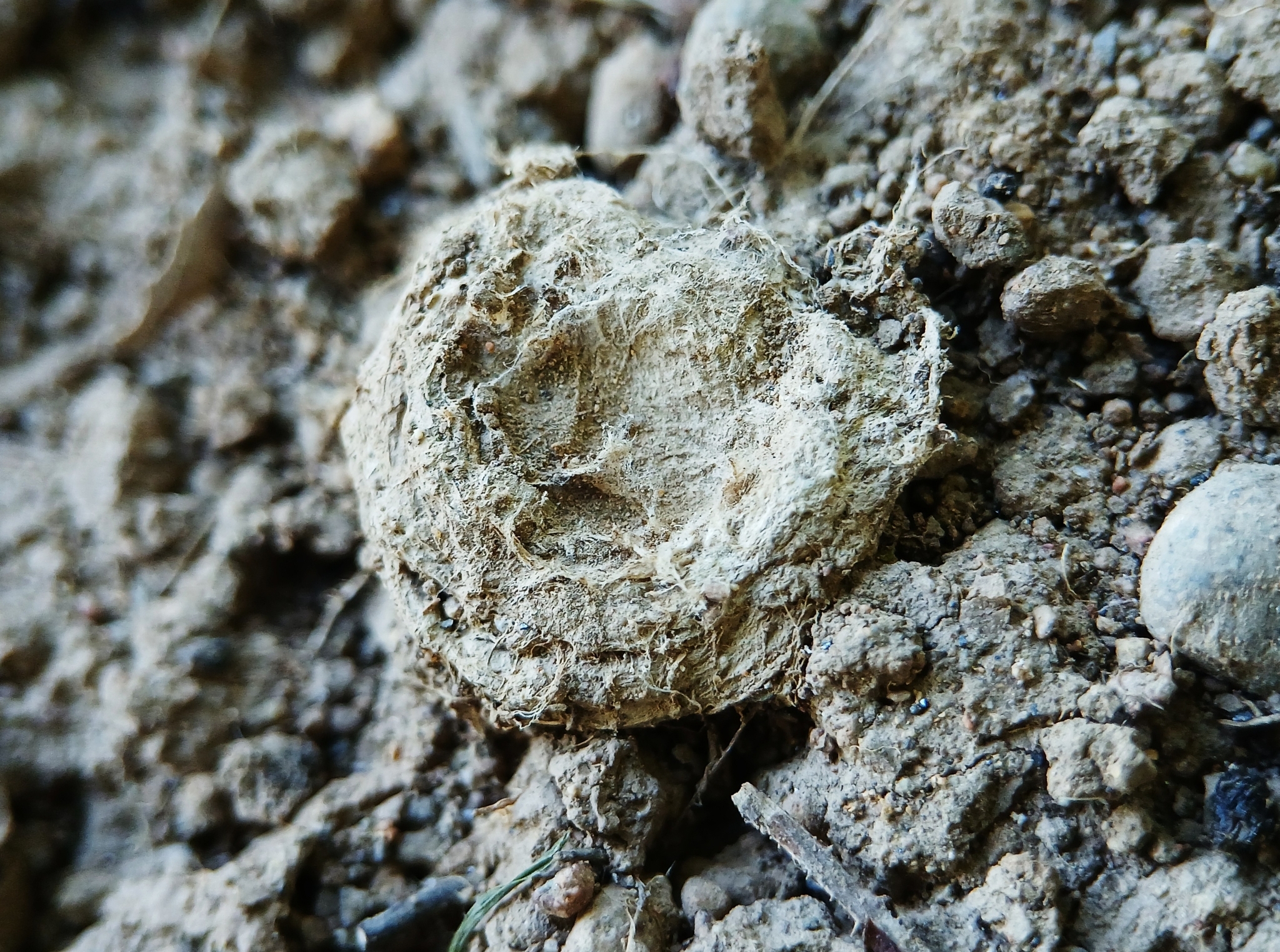 Actinopus robustus (O.Pickard-Cambridge, 1892)