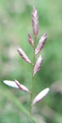 Eragrostis cumingii