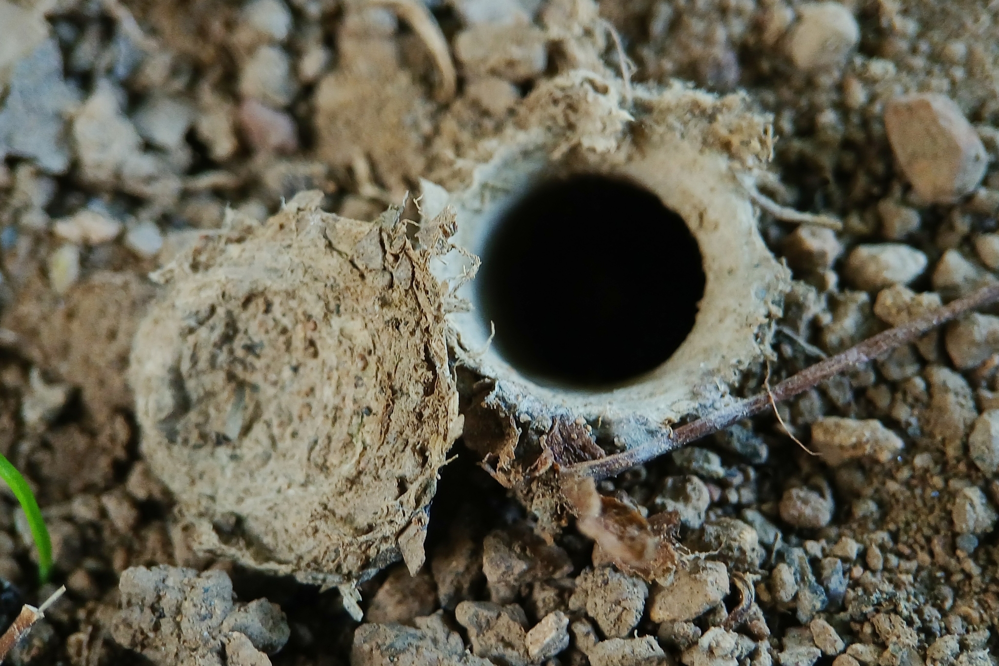 Actinopus robustus (O.Pickard-Cambridge, 1892)