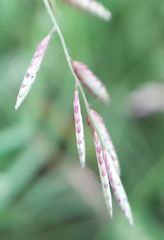Eragrostis cumingii