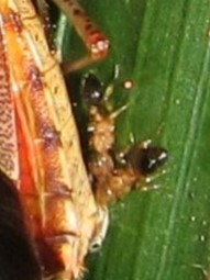 Podomyrma omniparens