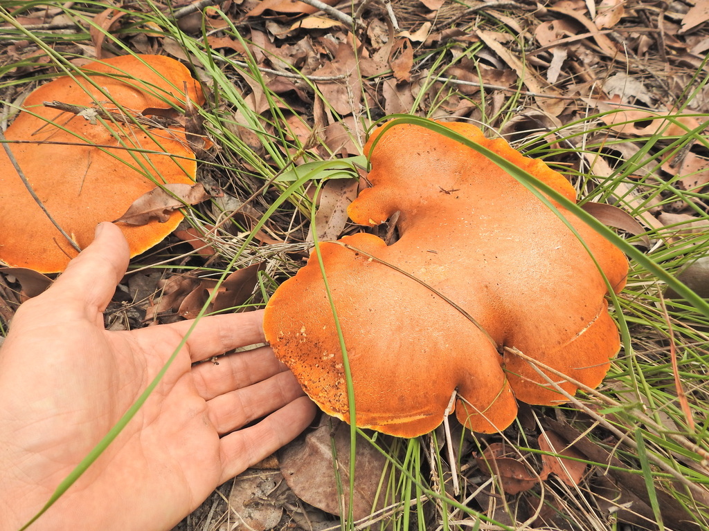 Fomitopsis hartmannii · March 2025 · photo: © scottwgavins (iNaturalist, cc-by)