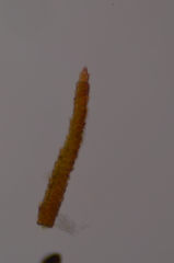 Andreaea nivalis