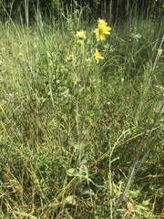 Silphium mohrii
