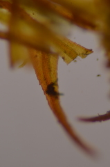 Andreaea nivalis