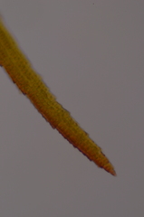 Andreaea nivalis