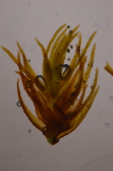 Andreaea nivalis
