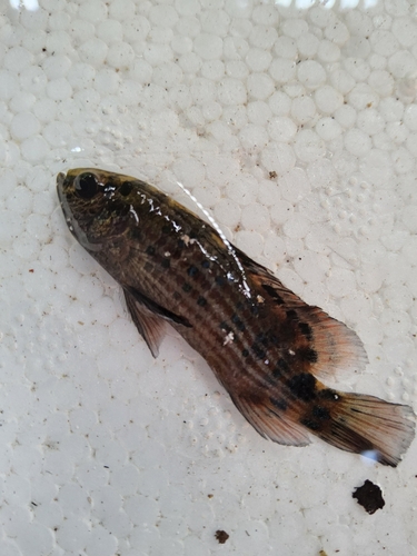 Red chameleonfish (Badis ruber) — Badidae