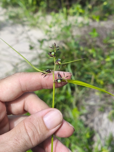 Foto de Cipó-de-fogo