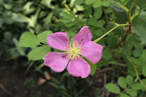 Rosa woodsii