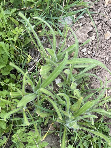 Common Fiddleneck foliage