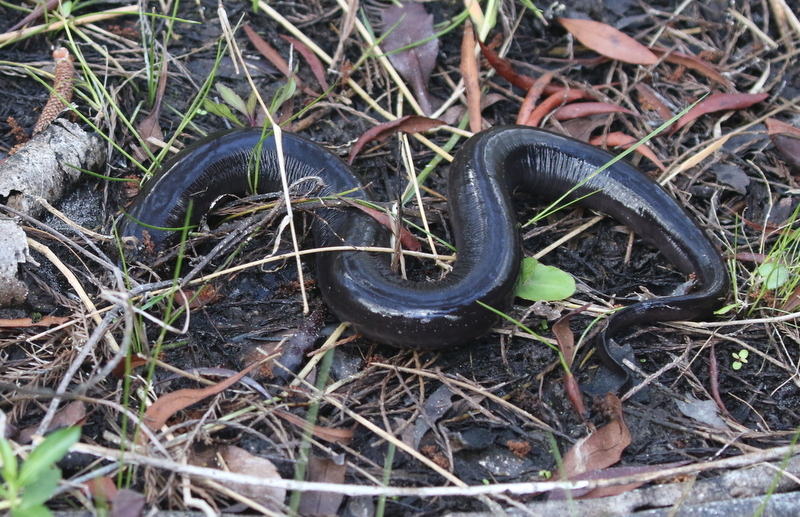Amphiuma means Garden, 1821