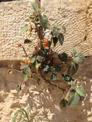 Solanum villosum