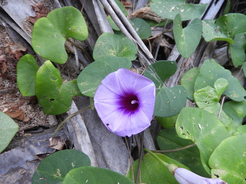 Ipomoea littoralis iNat (1)
