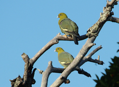 Treron australis