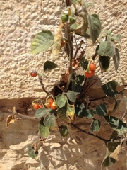 Solanum villosum