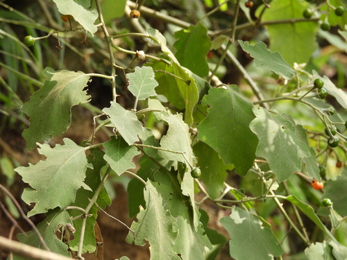 Image of Solanum violaceum by (c) Mark Clarke, some rights reserved (CC BY)
