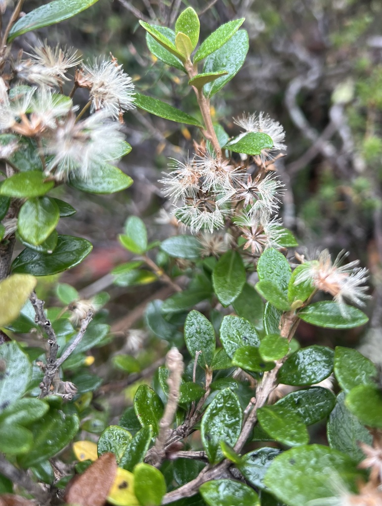 Olearia persoonioides