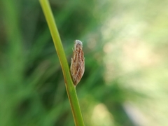 Schoenoplectus pungens