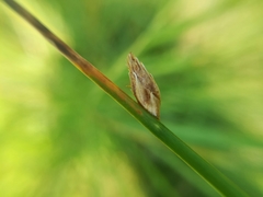 Schoenoplectus pungens