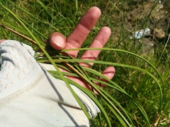 Schoenoplectus pungens